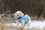 Maltipoo