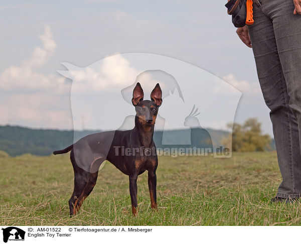 English Toy Terrier / AM-01522