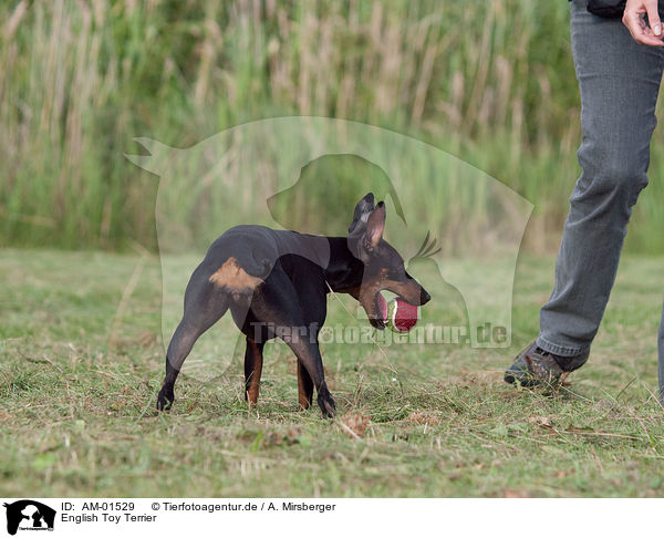 English Toy Terrier / AM-01529