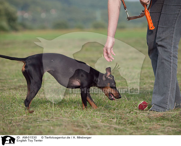 English Toy Terrier / English Toy Terrier / AM-01530