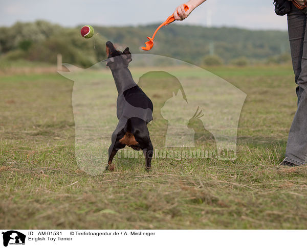 English Toy Terrier / English Toy Terrier / AM-01531