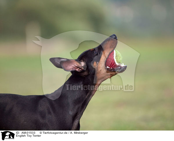 English Toy Terrier / AM-01533
