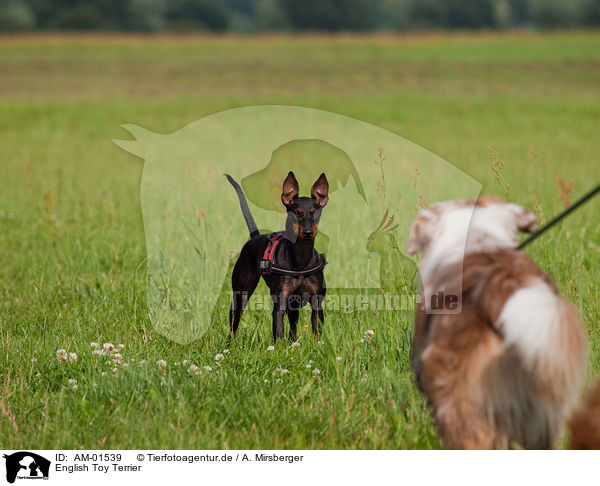 English Toy Terrier / AM-01539