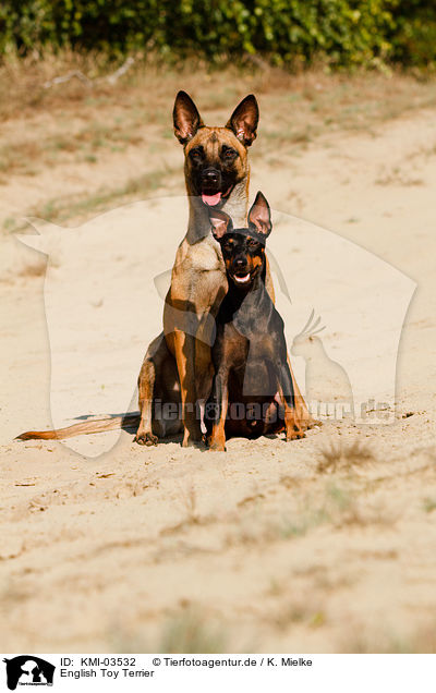 English Toy Terrier / KMI-03532