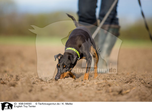 English Toy Terrier / KMI-04690