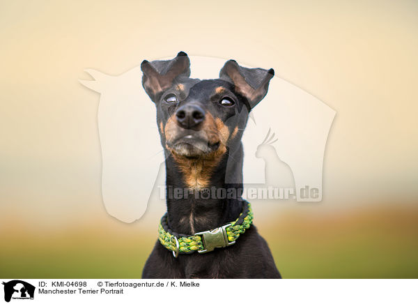 Manchester Terrier Portrait / KMI-04698