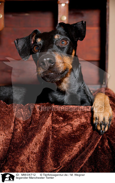 liegender Manchester Terrier / lying Manchester Terrier / MW-04712