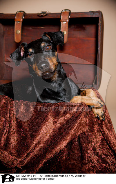 liegender Manchester Terrier / MW-04714