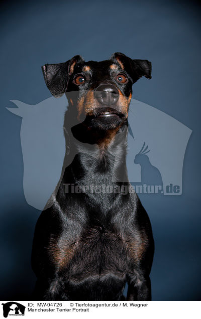 Manchester Terrier Portrait / MW-04726
