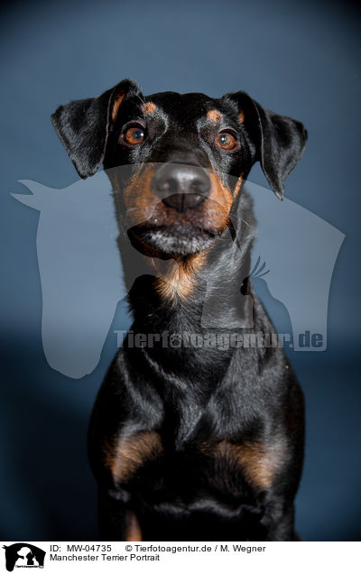 Manchester Terrier Portrait / MW-04735