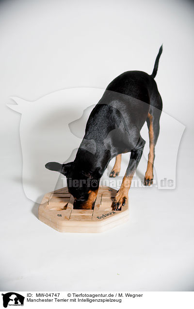 Manchester Terrier mit Intelligenzspielzeug / Manchester Terrier with intelligence toy / MW-04747