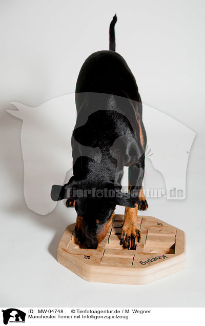 Manchester Terrier mit Intelligenzspielzeug / MW-04748
