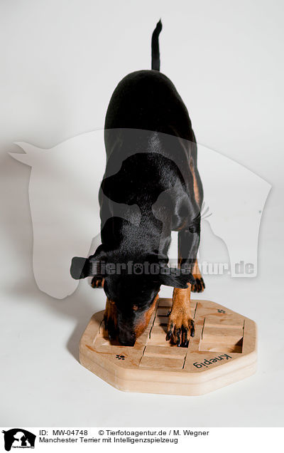 Manchester Terrier mit Intelligenzspielzeug / Manchester Terrier with intelligence toy / MW-04748