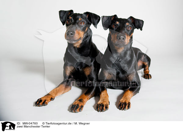 zwei Manchester Terrier / two Manchester Terrier / MW-04760