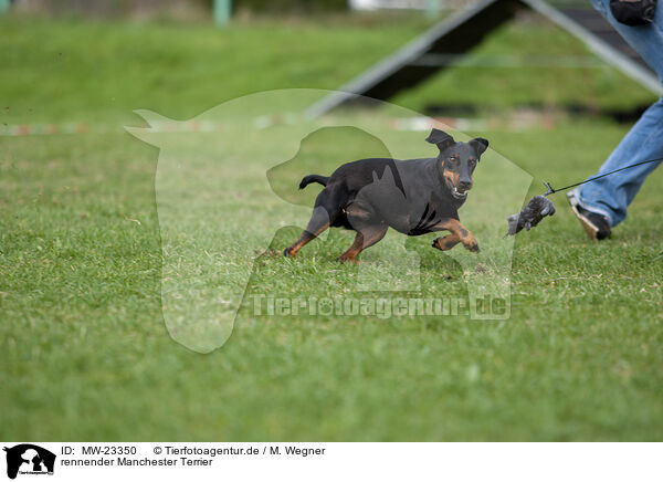 rennender Manchester Terrier / running Manchester Terrier / MW-23350