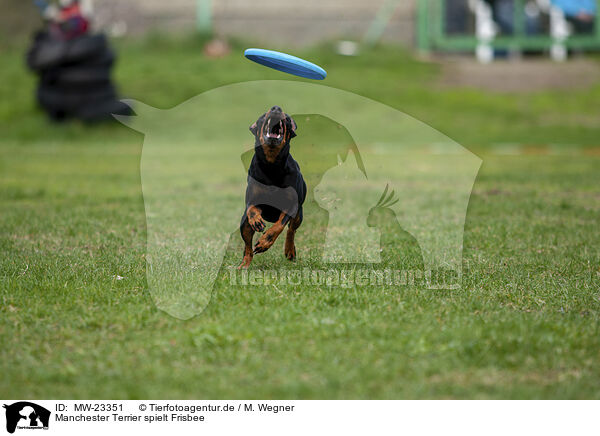 Manchester Terrier spielt Frisbee / MW-23351