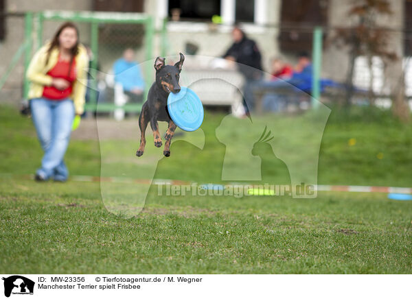 Manchester Terrier spielt Frisbee / MW-23356
