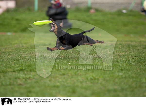 Manchester Terrier spielt Frisbee / MW-23357