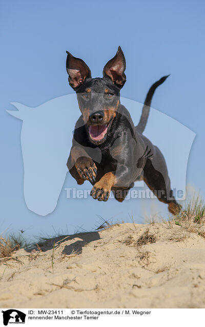 rennender Manchester Terrier / MW-23411