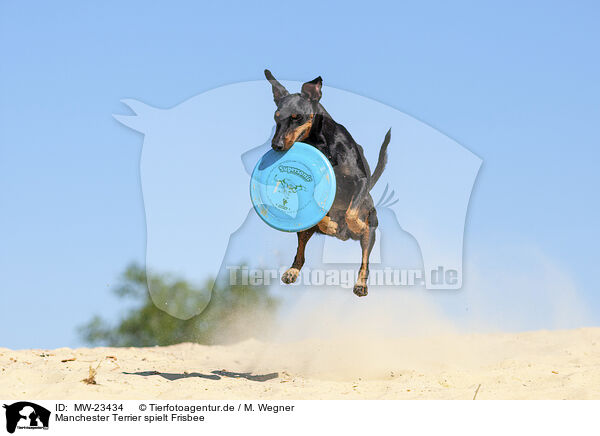 Manchester Terrier spielt Frisbee / MW-23434