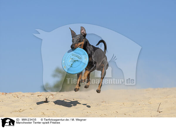 Manchester Terrier spielt Frisbee / MW-23435