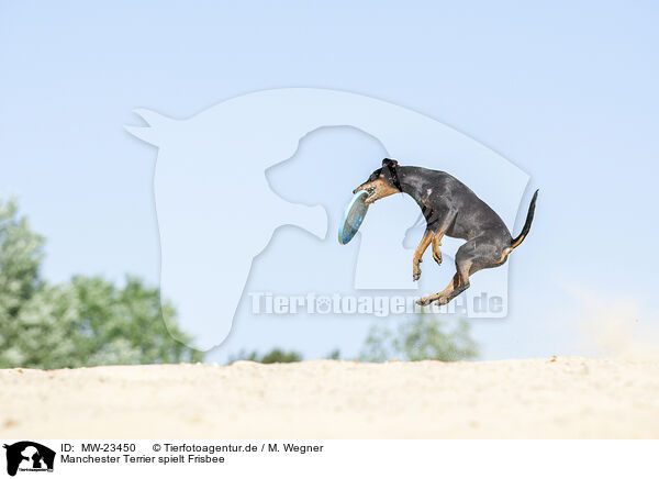 Manchester Terrier spielt Frisbee / MW-23450