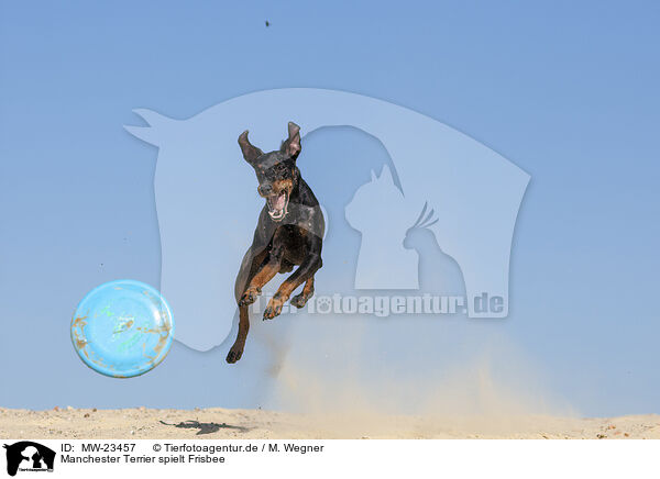Manchester Terrier spielt Frisbee / MW-23457