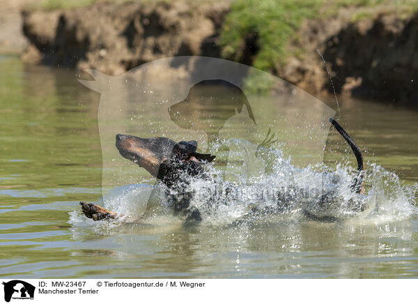 Manchester Terrier / Manchester Terrier / MW-23467