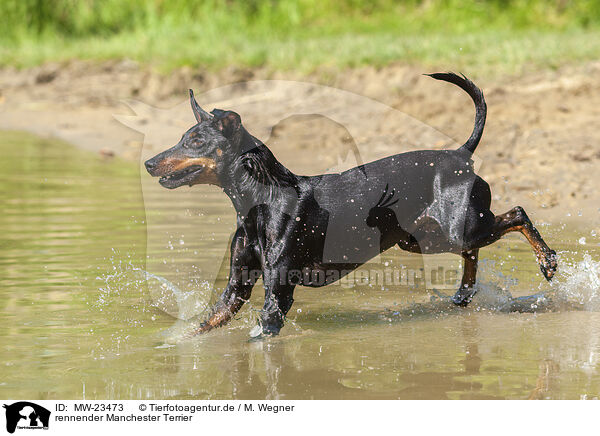 rennender Manchester Terrier / MW-23473