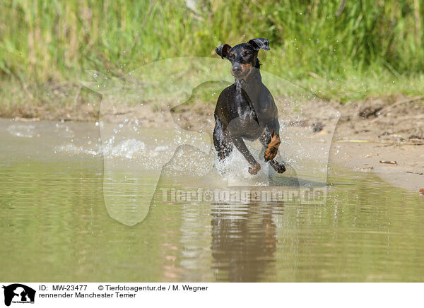 rennender Manchester Terrier / MW-23477