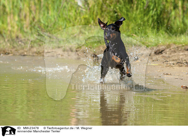 rennender Manchester Terrier / running Manchester Terrier / MW-23478