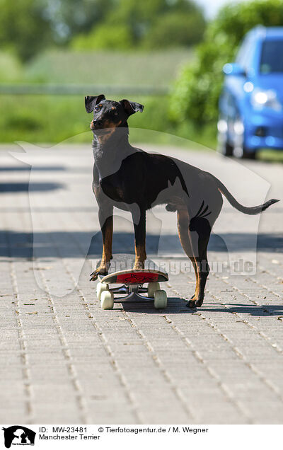 Manchester Terrier / Manchester Terrier / MW-23481