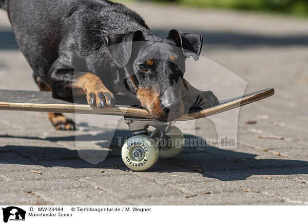 Manchester Terrier / MW-23484