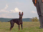 English Toy Terrier