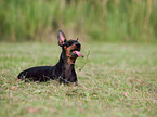 English Toy Terrier