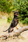 English Toy Terrier