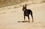 English Toy Terrier