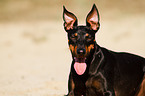 English Toy Terrier