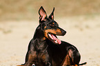 English Toy Terrier