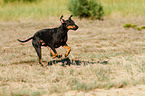 English Toy Terrier