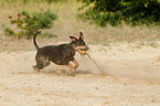 English Toy Terrier