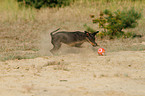 English Toy Terrier