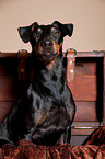 Manchester Terrier