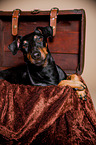 liegender Manchester Terrier