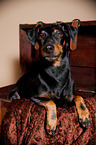 liegender Manchester Terrier