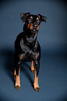 stehender Manchester Terrier