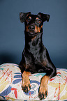 liegender Manchester Terrier