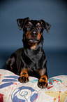 liegender Manchester Terrier