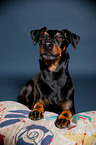 liegender Manchester Terrier