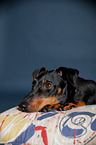 liegender Manchester Terrier